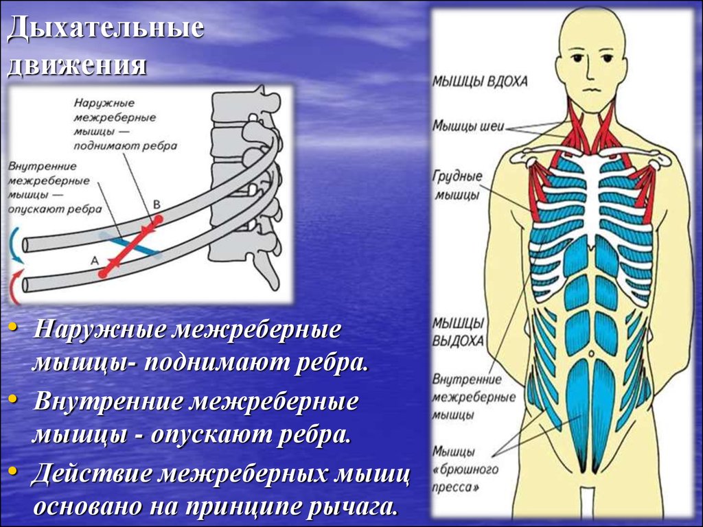 Мышцы вдоха