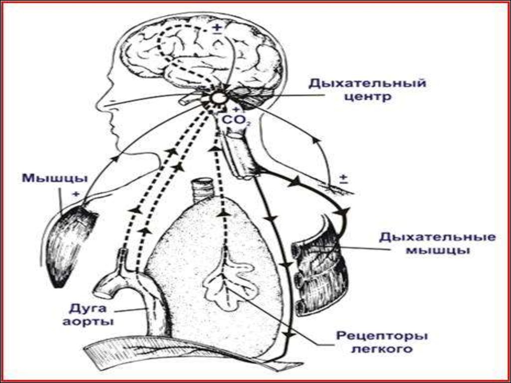 Как осуществляется регуляция дыхания. Регуляция дыхания дуга. Схематическая зарисовка регуляция дыхания. Регуляция дыхания дуга аорты. Регуляция дыхания болезни органов дыхания рисунки.