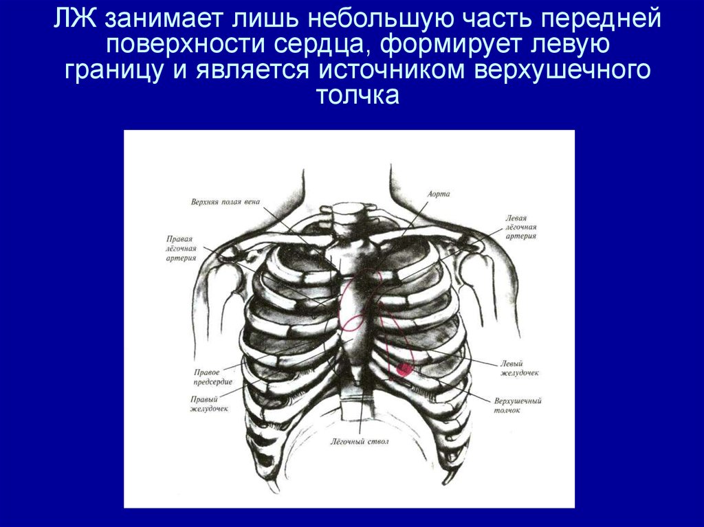 ЛЖ занимает лишь небольшую часть передней поверхности сердца, формирует левую границу и является источником верхушечного толчка