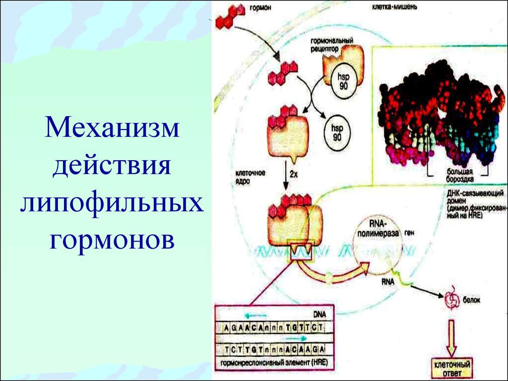 Действие и роль гормонов. Механизм липофильных гормонов. Механизм действия липофильных гормонов биохимия. Основные механизмы действия гормонов физиология. Типы механизма действия гормонов.