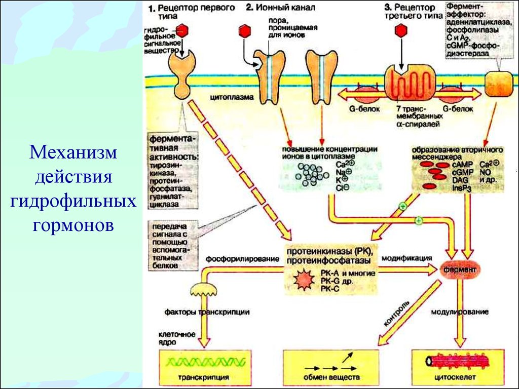 Мембранный механизм действия гормонов схема