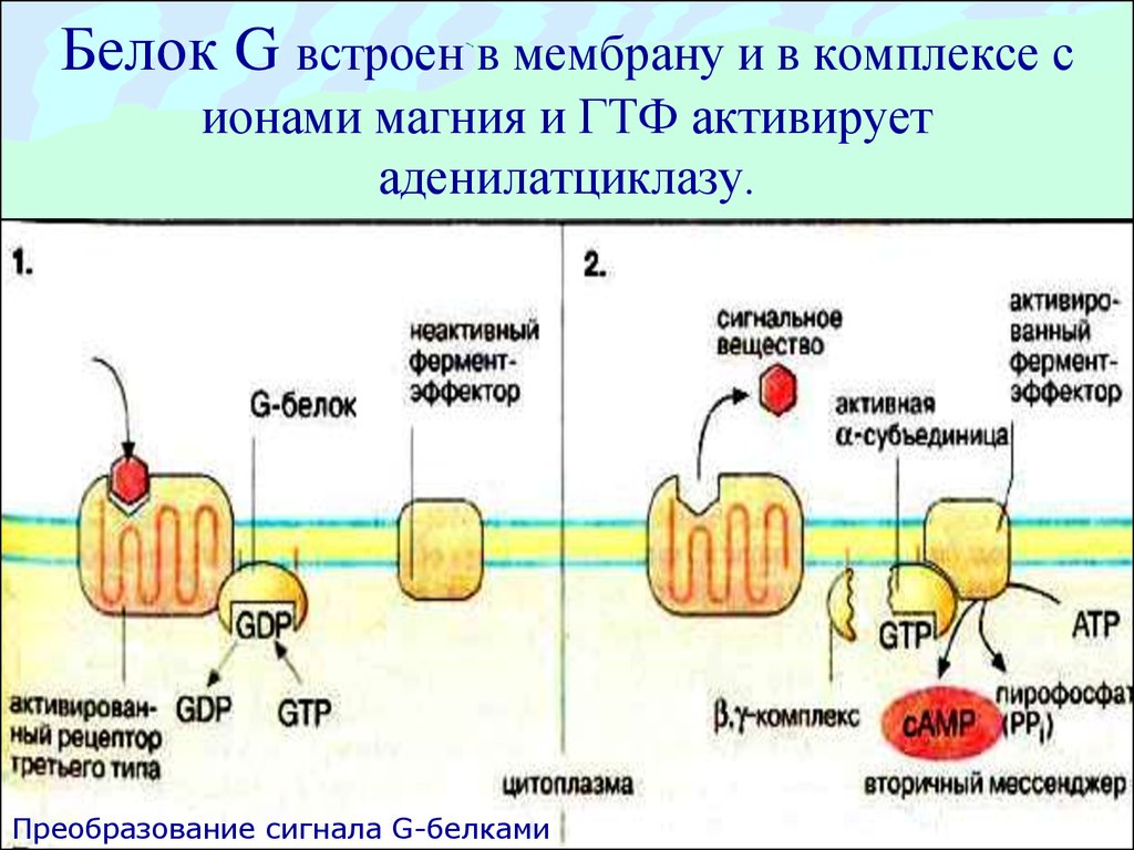 Белок том 1. Строение Джи белка. G-белки рецепторы биохимия. Структура g белка. Строение g белков биохимия.
