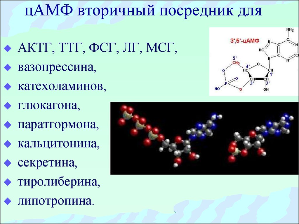 Тестостерон презентация по биохимии