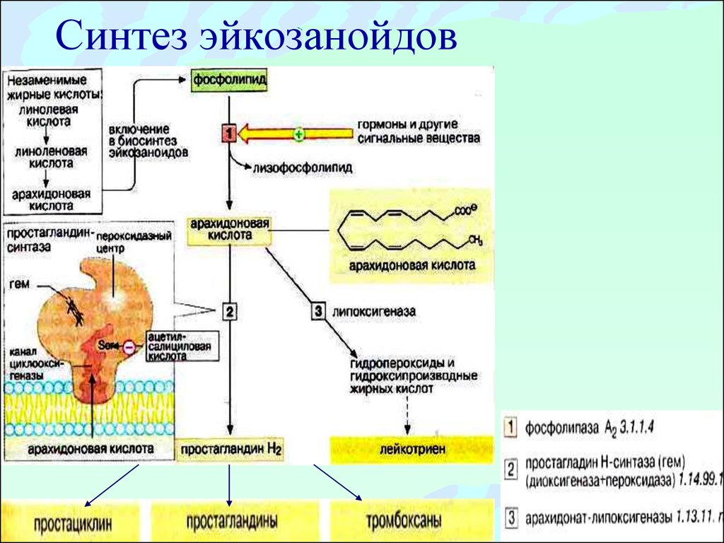 Участвуют в синтезе гормонов