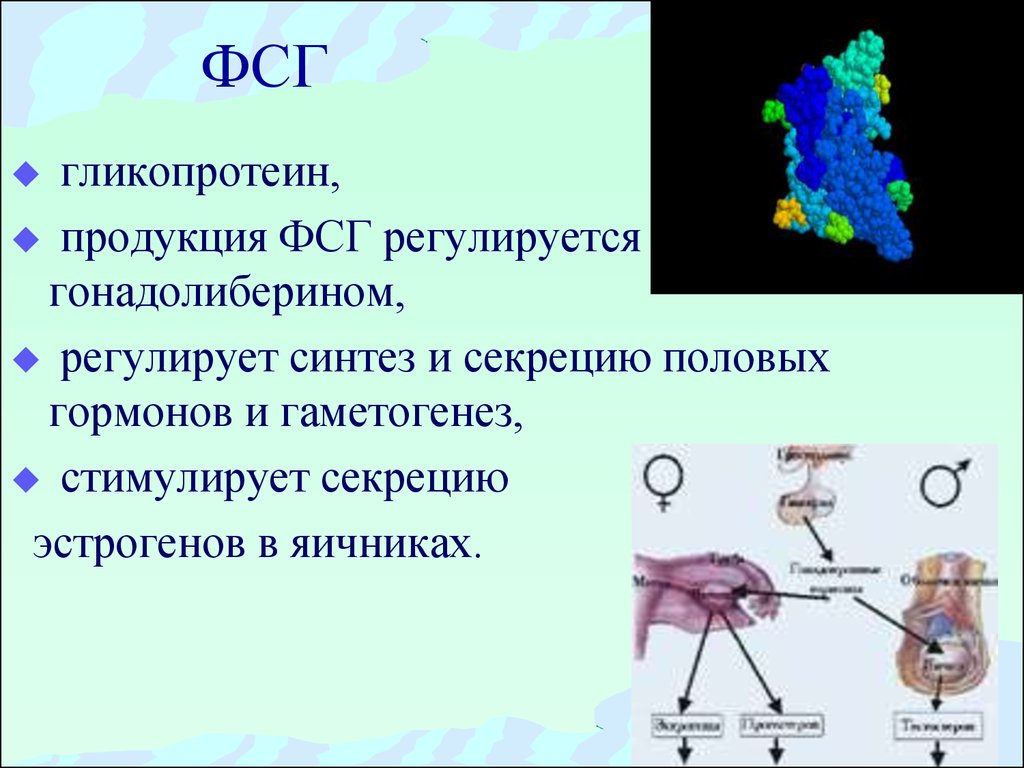 Гормон фсг на какой день