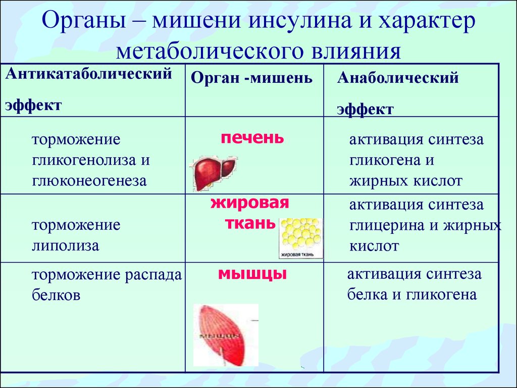 Характер органа. Инсулин органы мишени. Инсулин клетки мишени органы. Основные органы/ткани мишени для гормона инсулина - это:. Ткани мишени инсулина.