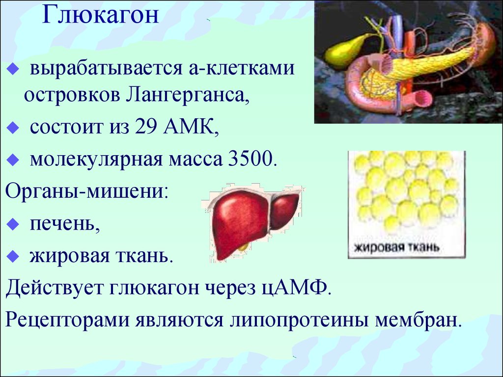 Клетки вырабатывают. Основные функции гормона глюкагона. Глюкагон вырабатывается в поджелудочной железе. Лукогон. Гдюкан вырабатывается.