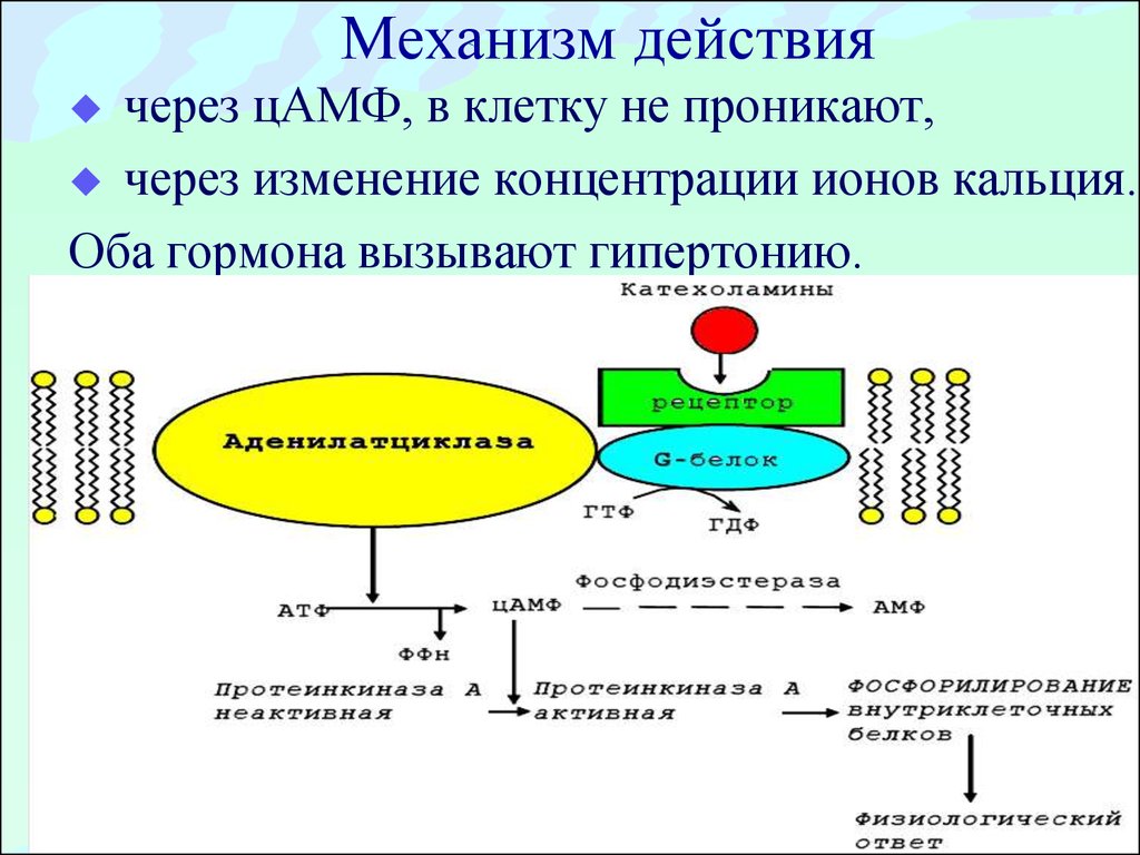 Концентрация клеток. Механизм действия гормонов через ЦАМФ. Биохимия гормонов. Механизмы действия гормонов.. ЦАМФ механизм действия гормонов. Схема действия гормонов через ионы кальция.