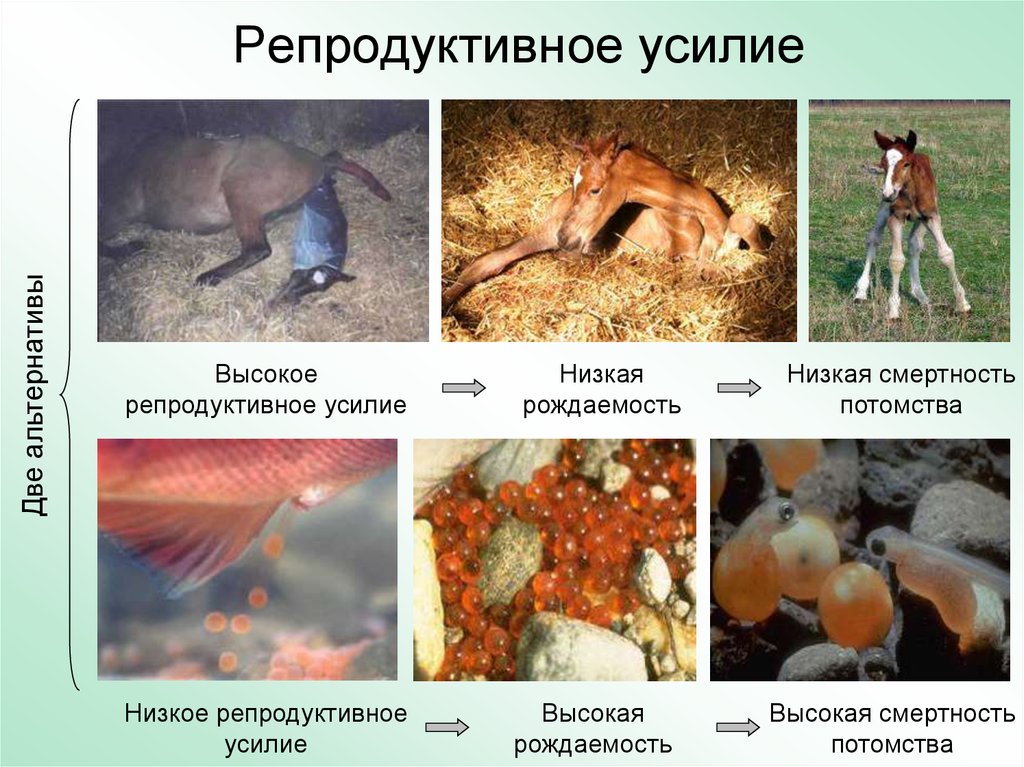 Репродуктивная изоляция приводит к. Репродуктивная изоляция примеры. Репродуктивный вид примеры. Примеры репродуктивной изоляции в биологии.