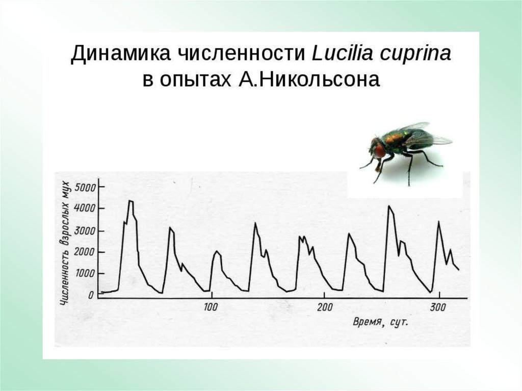 Презентация по теме динамика популяций