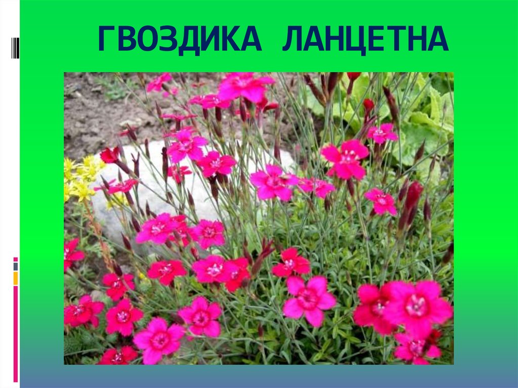 ГВОЗДИКА ЛАНЦЕТНА