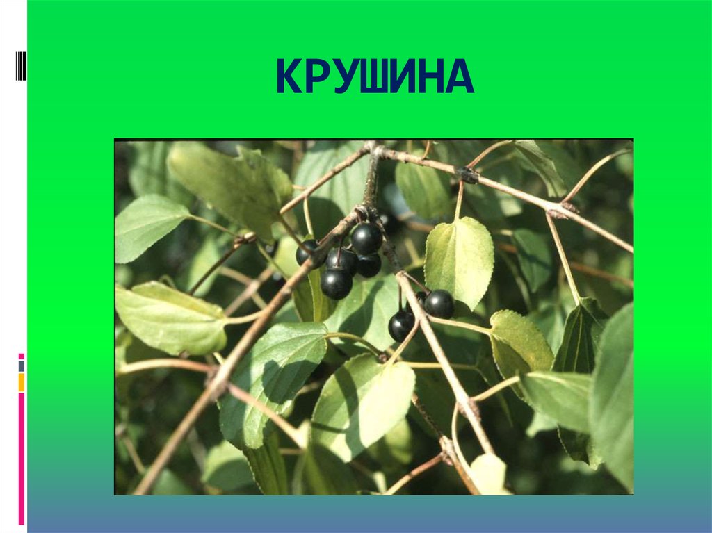 КРУШИНА