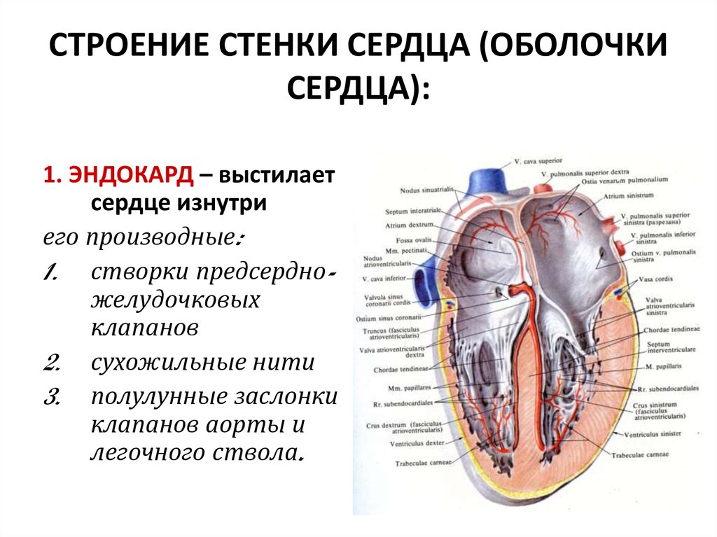 Сердце образовано клетками. Строение оболочек сердца схема. Строение сердца с клапанами камерами слоев стенок. Строение сердца стенки сердца. Строение сердца оболочки стенок сердца.