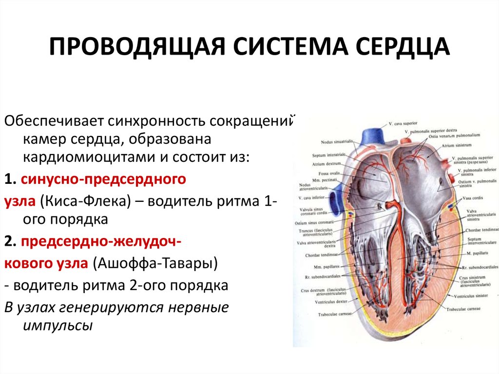 Сердце образовано клетками