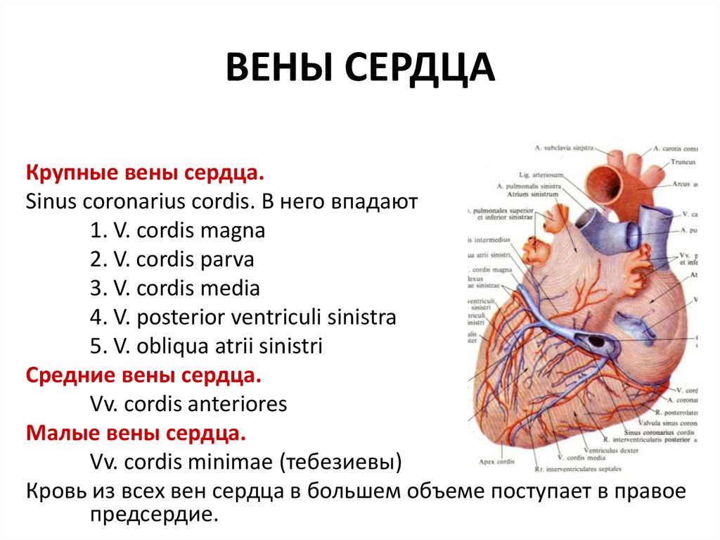 3 в левое предсердие впадают. Венечный синус сердца анатомия. Вена системы венечного синуса сердца. Вены сердца 3 системы система вен венечного синуса. Артерии и вены сердца анатомия.
