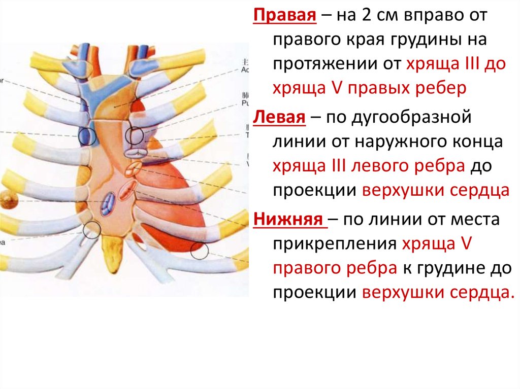 Левые ребра больше правых. Правый край грудины. Правый край грудины линия. Края правого и левого реберных хрящей.