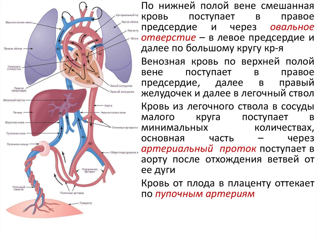 Кровь поступает в легкие по сосудам круга. Верхняя полая Вена кровоснабжает. Система нижней полой вены анатомия. Система верхней и нижней полой вены. Верхняя полая Вена кровь.