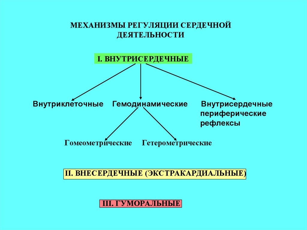 Механизмы регуляции деятельности сердца