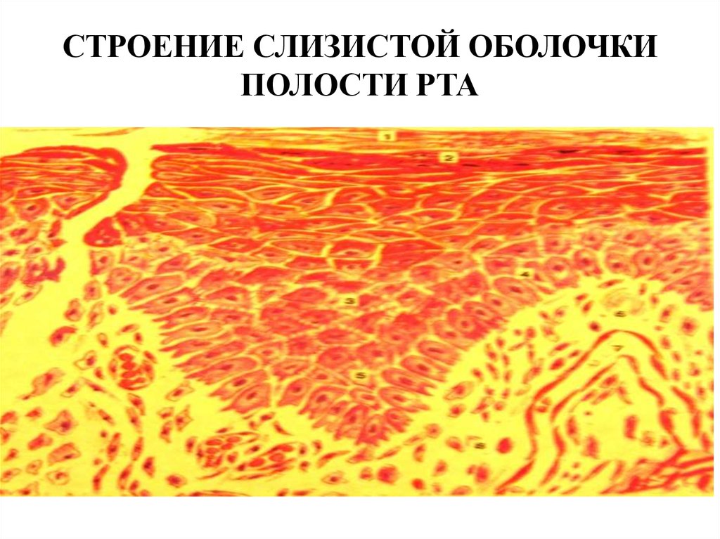 Слои слизистой полости рта