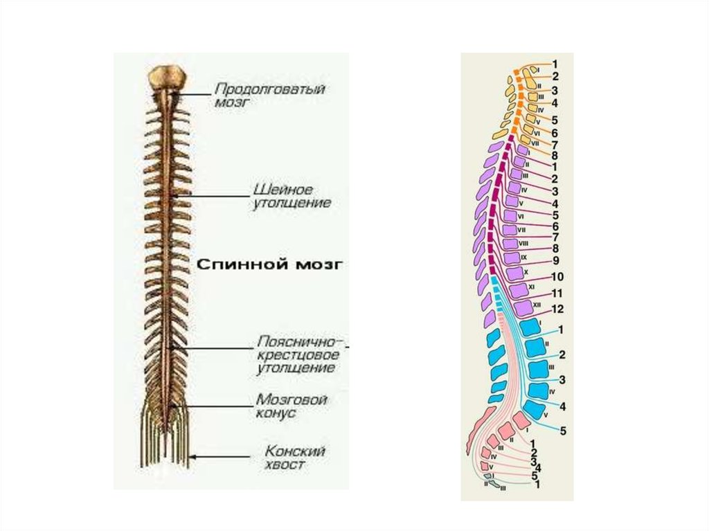 Расположение отделов спинного мозга. Шейное утолщение спинного мозга сегменты. Спинной мозг шейный отдел анатомия. Шейное утолщение спинного мозга. Опишите строение спинного мозга.