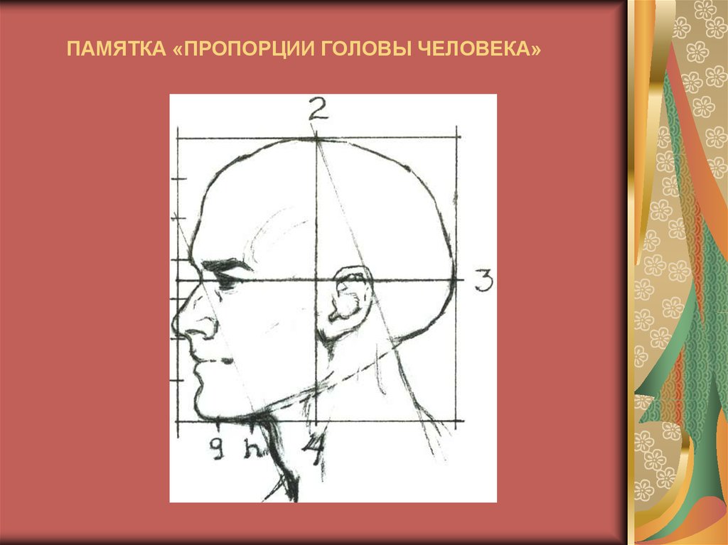 Основные пропорции головы человека. Пропорции головы человека. Пропорции головы человека для рисования. Голова человека фото пропорции. Памятка пропорции головы человека.