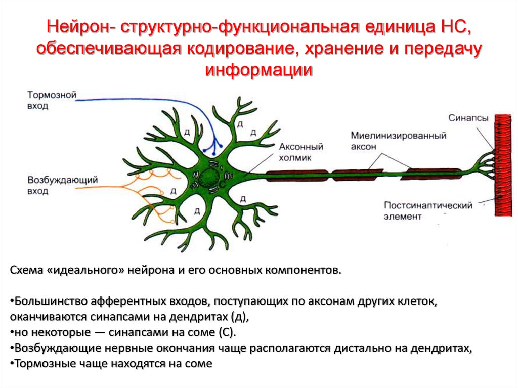 Какая функциональная часть нервной системы. Функционально-структурная единица - Нейрон.. Функции нейрона (схема). Характеристика структурных составляющих нейрона схема. Основная структура нейрона.