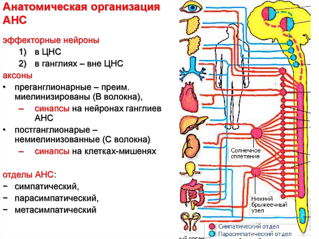 Парасимпатический отдел повышает