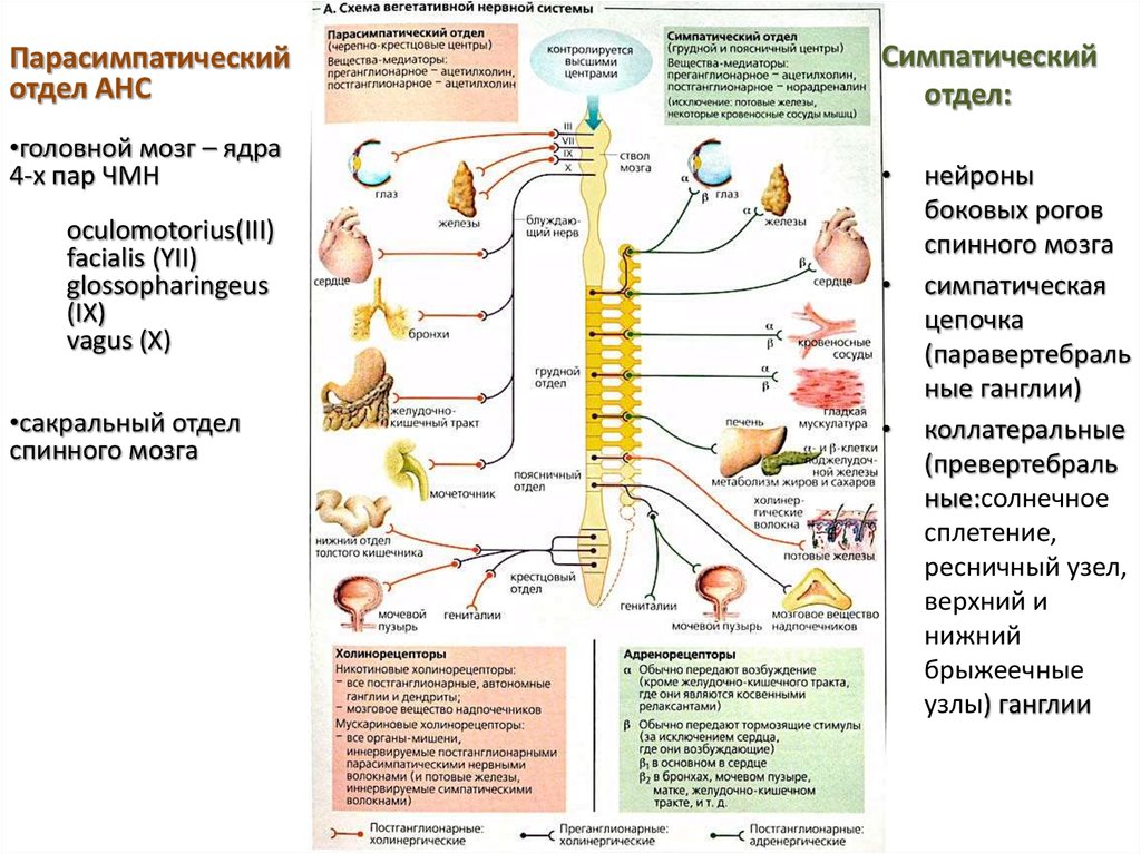 Физиология нервной системы