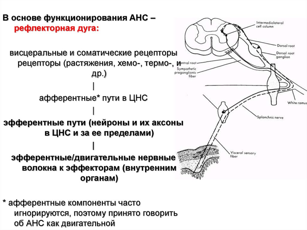 Спинномозговой нерв рефлекторная дуга. Схема рефлекторной дуги симпатической нервной системы. Нервная регуляция схема рефлекторной дуги. Рефлекторная дуга физиология схема. Рефлекторная дуга 5 отделов.