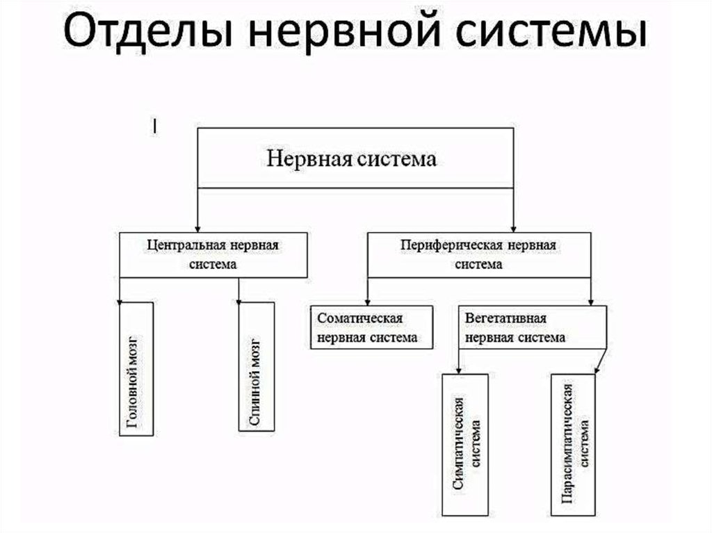 Схема подразделения нервной системы на центральную и периферическую