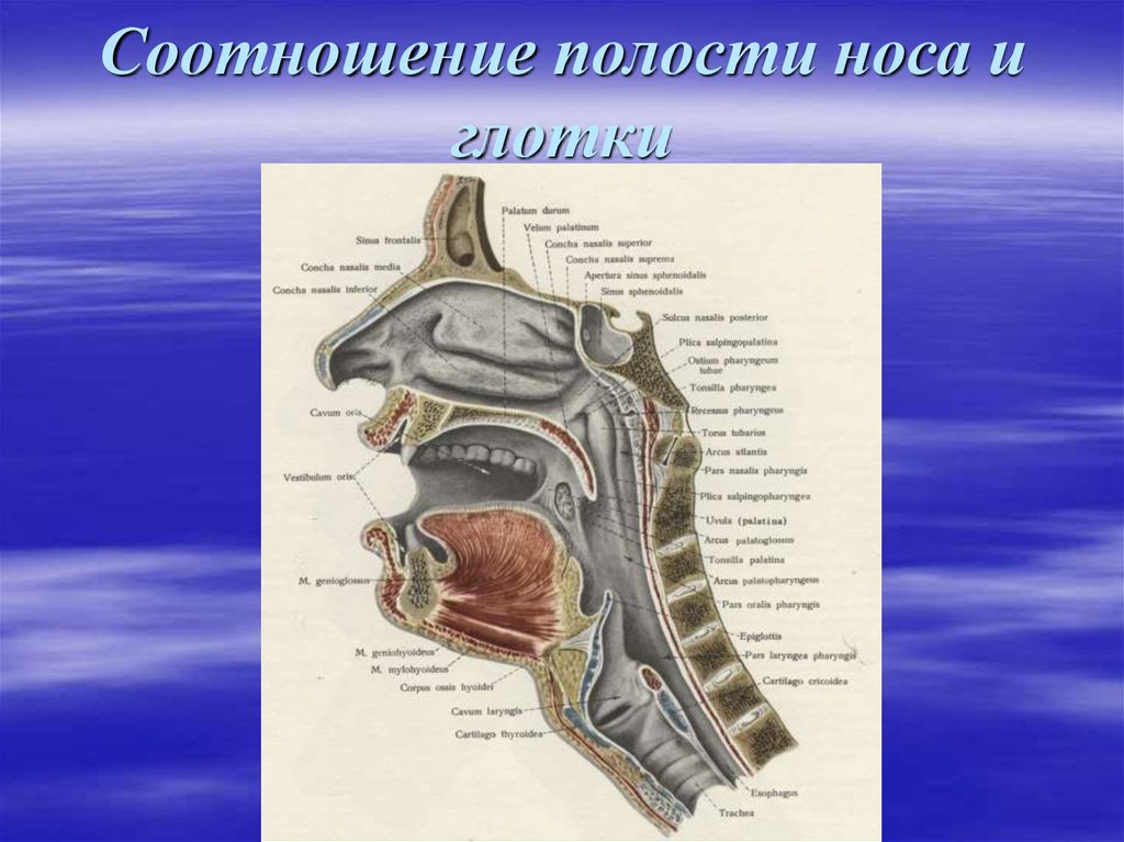 Костная стенка которая отделяет полость рта. Хоаны носа анатомия. Разрез носовой полости строение. Носовая полость строение анатомия. Строение полости носа и носоглотки.