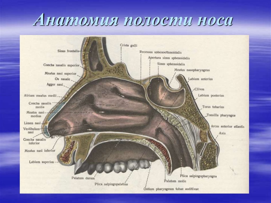Слизистые оболочки носовых ходов. Носовая полость строение кости. Полость носа анатомия строение. Разрез носовой полости строение. Носовая полость схема анатомия.