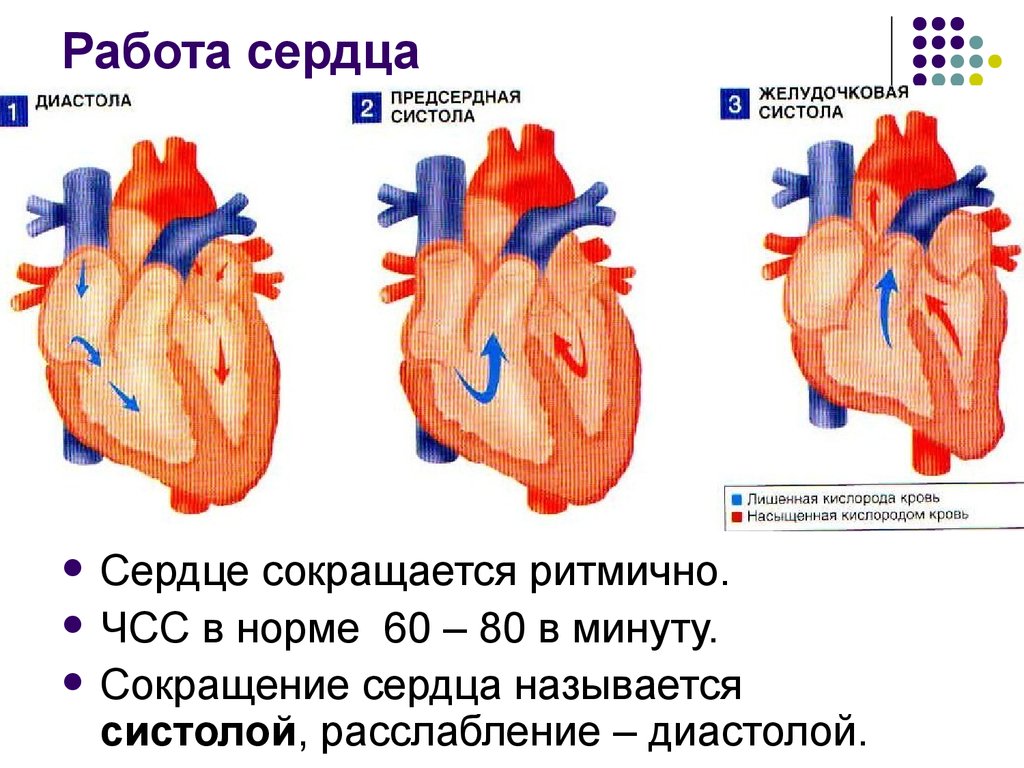 Физика работы сердца. Фазы работы сердца схема. Работа сердца систола и диастола схема. Строение сердца систола диастола. Схема сердечного цикла человека.