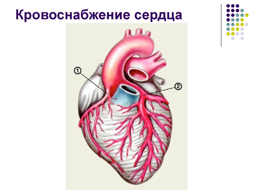 Сердечная область. Кровоснабжение сердца. Система кровоснабжения сердца. Кровоснабжение сердца схема. Кровоснабжение сердца анатомия.