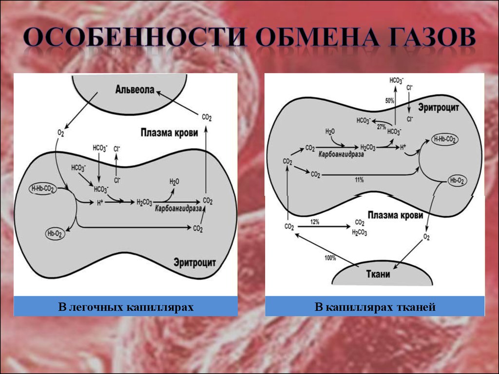 Схема газа обмена. Дыхательная функция крови. Дыхательная функция крови схема. Газообмен между кровью и тканями. Дыхательная функция крови биохимия.