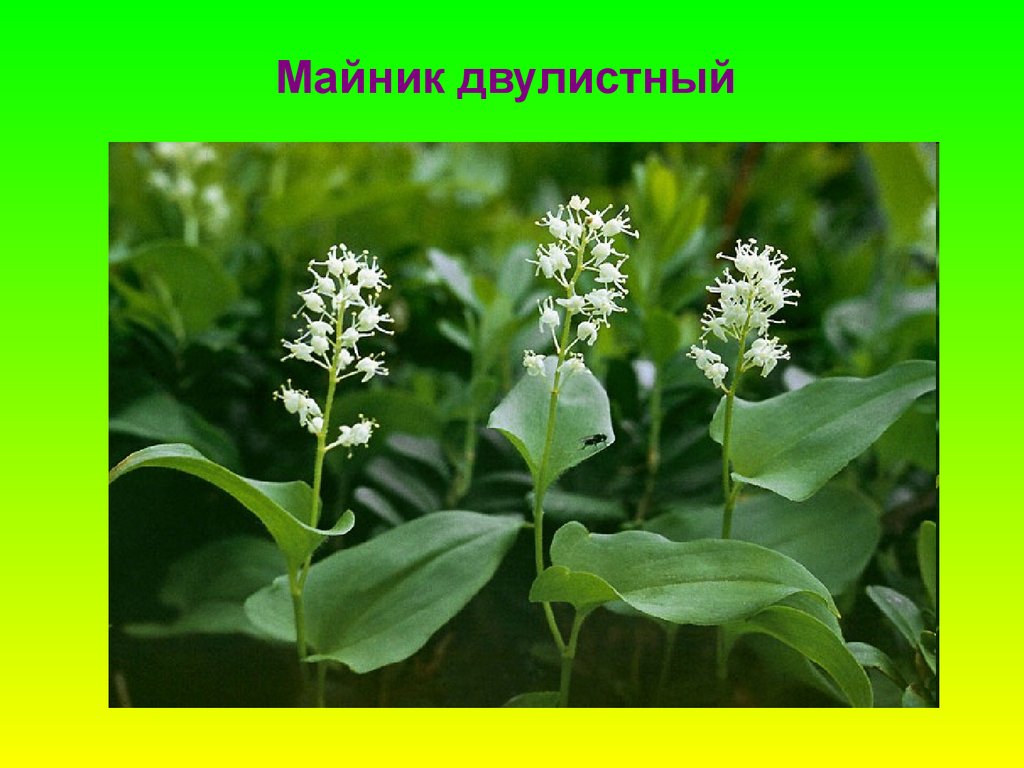 Майник двулистный рисунок