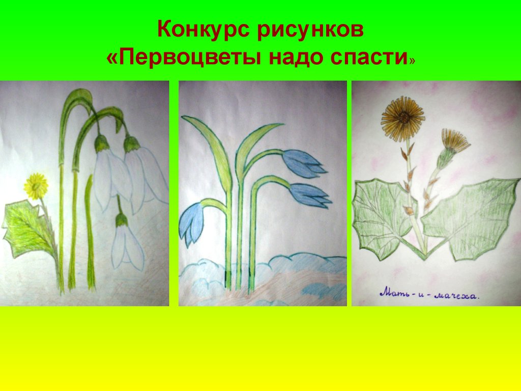 Раскрась и подпиши раннецветущие растения. Конкурс рисунков первоцветы. Первоцветы рисунок. Рисунки раннецветущих растений. Лёгкие рисунки растений.