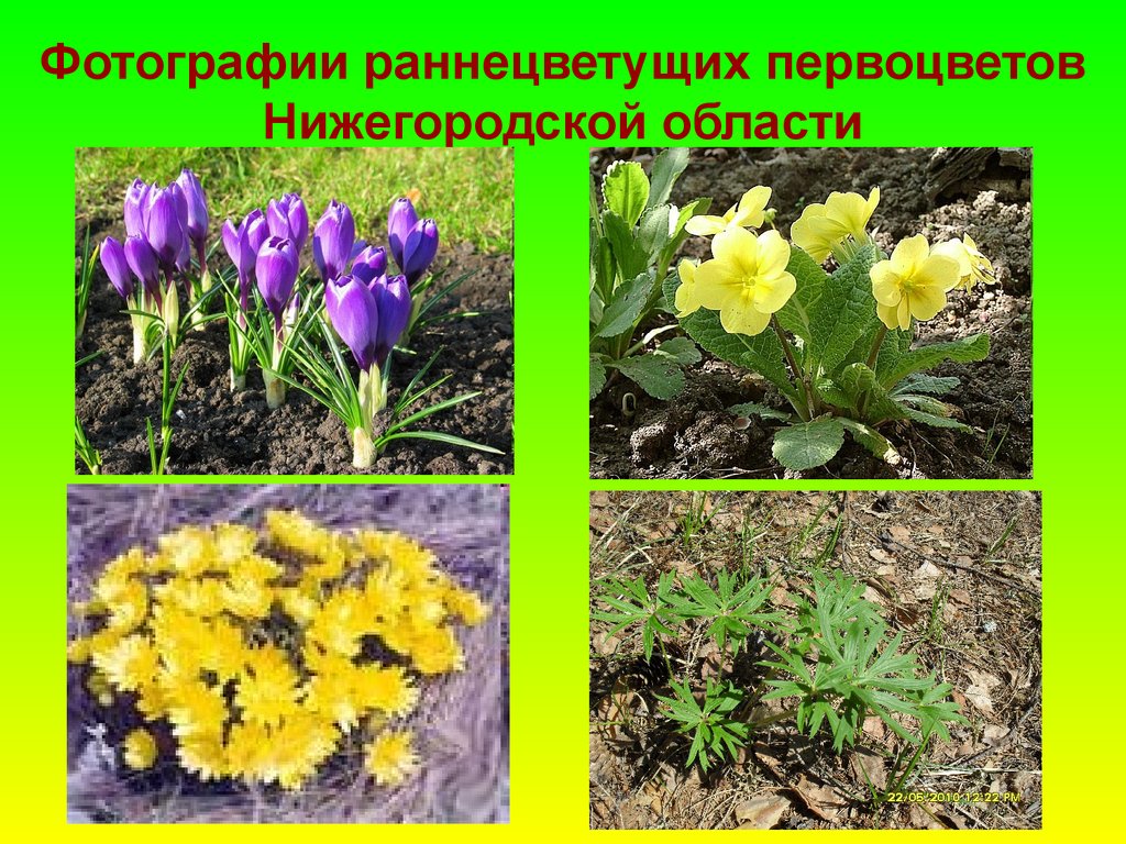 Раннецветущие растения окружающий мир. Раннецветущие цветы. Первоцветы и раннецветущие. Раннецветущие растения в саду. Раннецветущие весенние цветы.