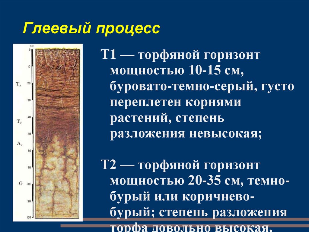 Глеевый процесс