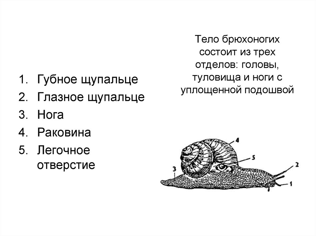 Тело имеет три отдела голову. Строение брюхоногого моллюска рисунок. Брюхоногие строение. Тело брюхоногих. Строение головы брюхоногих.