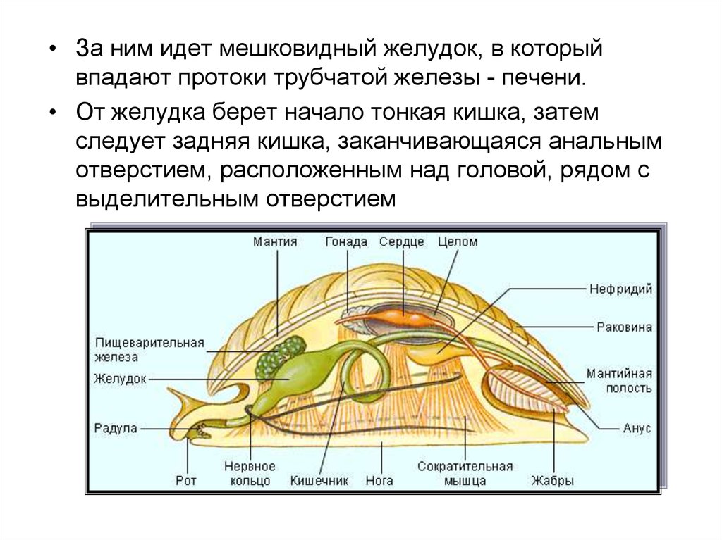 Какие железы у ракообразных. Пищеварительная железа у моллюсков. Мантия и мантийная полость. Мантийная полость это пространство между туловищем и мантией. Что расположено в мантийной полости моллюсков.