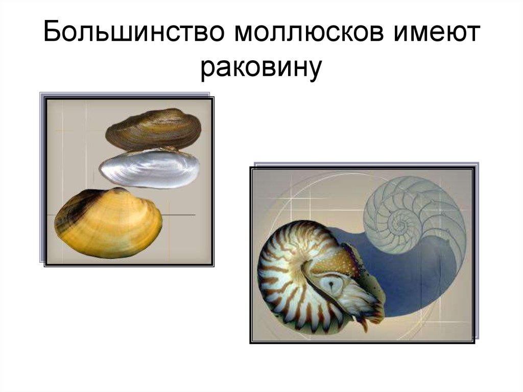 Кальций из моллюсков