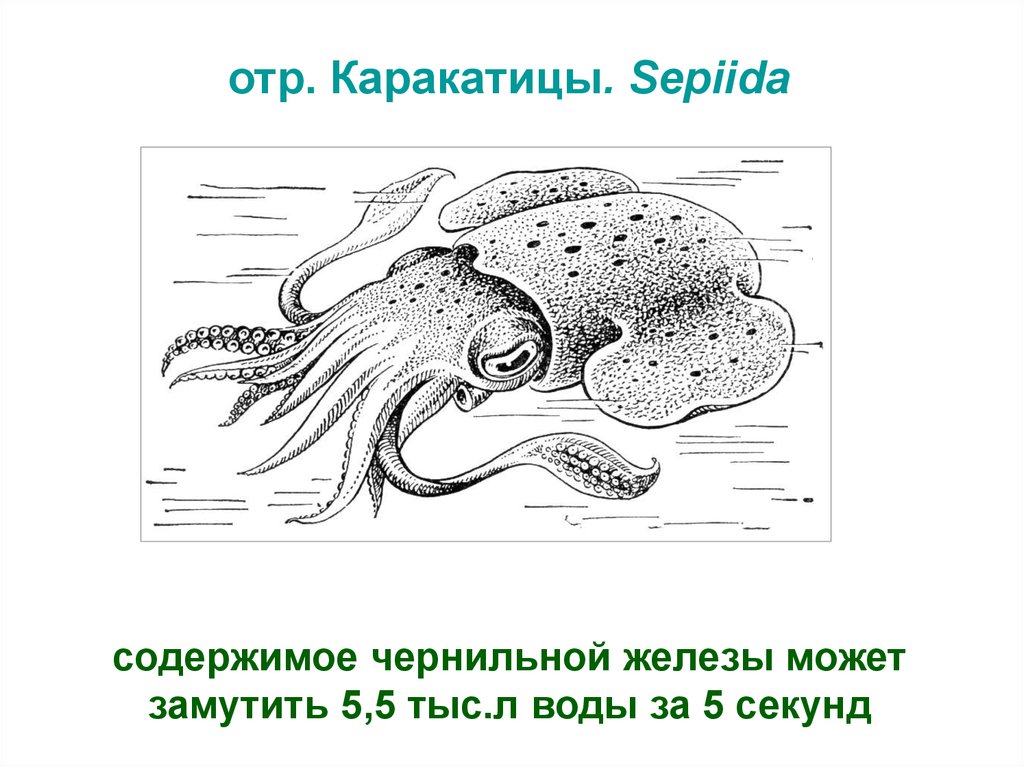 Какой тип питания характерен для каракатицы лекарственной изображенной на рисунке