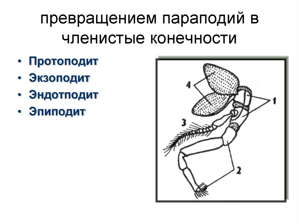 Двуветвистая конечность ракообразных схема