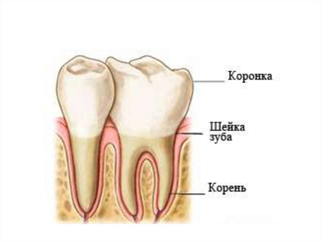 Зуб это. Коронка шейка и корень зуба. Строение зуба коронка шейка корень. Коронка зуба шейка зуба корень зуба. Анатомия зуба коронка шейка корень.