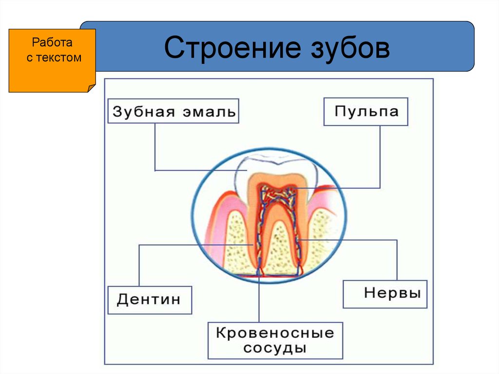 Ротовая полость зубы человека. Строение зуба эмаль дентин. Функции эмали дентина и пульпы. Строение зуба человека схема кариес. Эмаль зубов строение.