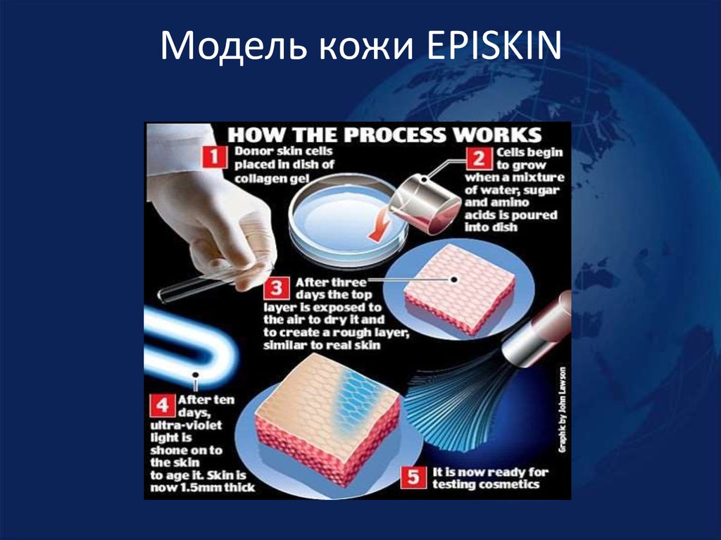 Модель кожи EPISKIN