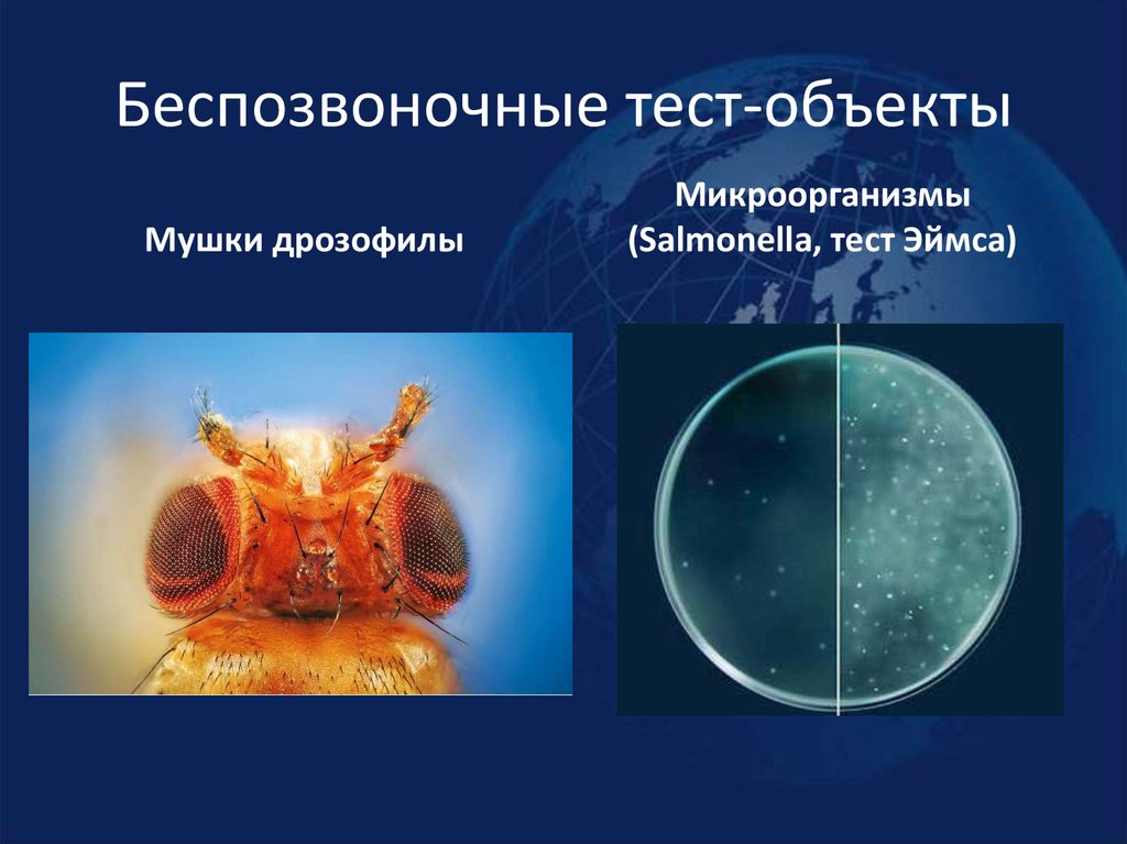 Беспозвоночные тест-объекты