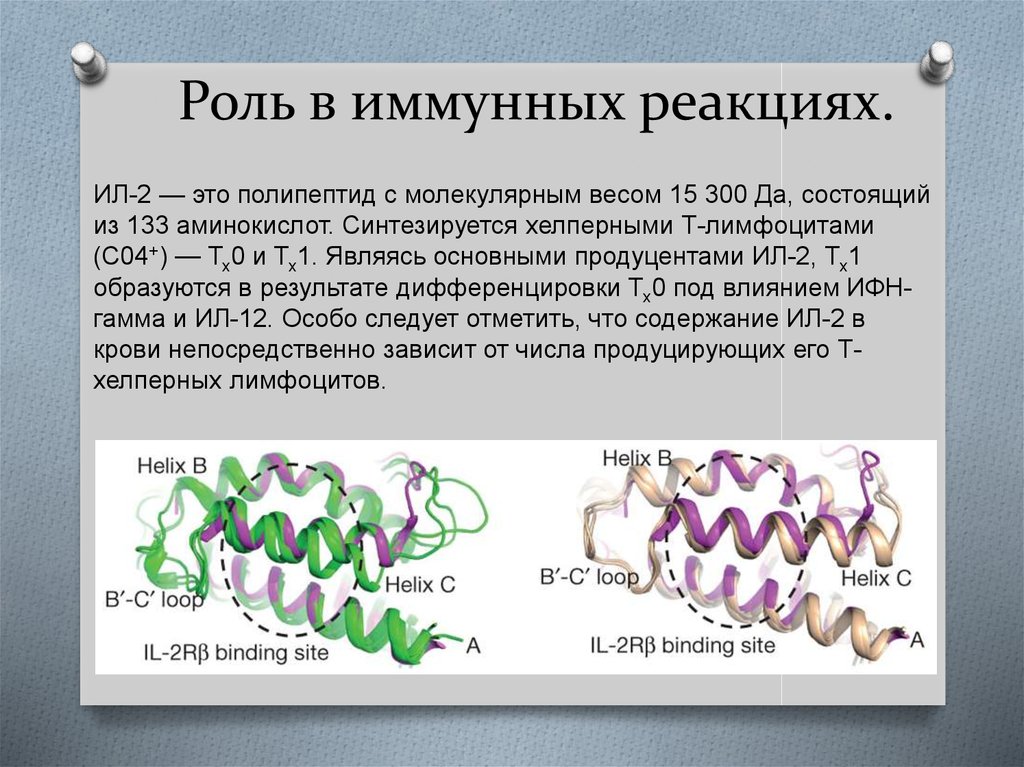 Полипептиды коры головного мозга скота 10. Интерлейкин 2. Интерлейкины в иммунной реакции. Интерлейкины участвующие в иммунных реакциях. Роль интерлейкинов.