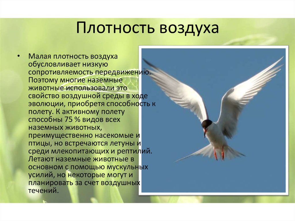 Способность птиц летать всегда привлекала человека основная. Факторы перелета птиц. Наземно воздушные птицы. Плотность воздуха. Птицы в воздухе.